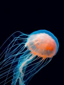 Preview wallpaper jellyfish, underwater world, tentacle, dark