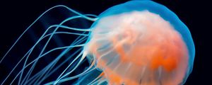 Preview wallpaper jellyfish, underwater world, tentacle, dark
