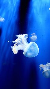 Preview wallpaper jellyfish, underwater world, tentacles, small