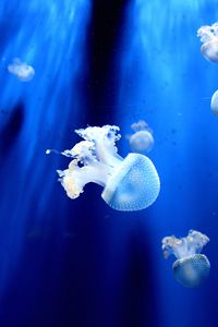 Preview wallpaper jellyfish, underwater world, tentacles, small