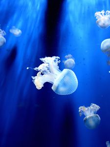 Preview wallpaper jellyfish, underwater world, tentacles, small