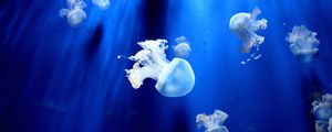 Preview wallpaper jellyfish, underwater world, tentacles, small