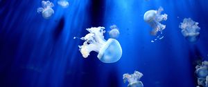 Preview wallpaper jellyfish, underwater world, tentacles, small