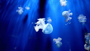 Preview wallpaper jellyfish, underwater world, tentacles, small