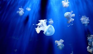 Preview wallpaper jellyfish, underwater world, tentacles, small