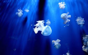 Preview wallpaper jellyfish, underwater world, tentacles, small