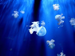 Preview wallpaper jellyfish, underwater world, tentacles, small