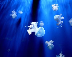 Preview wallpaper jellyfish, underwater world, tentacles, small