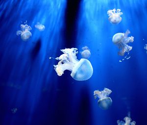 Preview wallpaper jellyfish, underwater world, tentacles, small