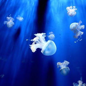 Preview wallpaper jellyfish, underwater world, tentacles, small