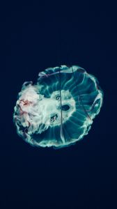 Preview wallpaper jellyfish, underwater world, tentacles, ocean