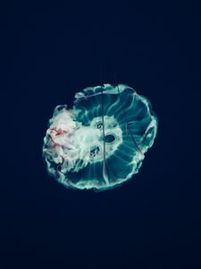 Preview wallpaper jellyfish, underwater world, tentacles, ocean