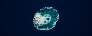 Preview wallpaper jellyfish, underwater world, tentacles, ocean