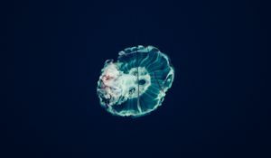 Preview wallpaper jellyfish, underwater world, tentacles, ocean