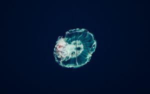 Preview wallpaper jellyfish, underwater world, tentacles, ocean