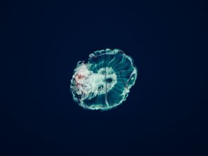 Preview wallpaper jellyfish, underwater world, tentacles, ocean