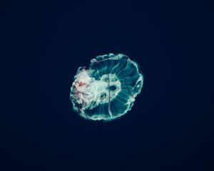 Preview wallpaper jellyfish, underwater world, tentacles, ocean