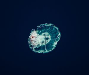 Preview wallpaper jellyfish, underwater world, tentacles, ocean