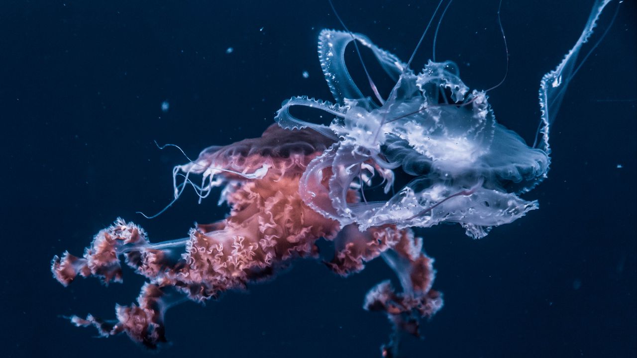 Wallpaper jellyfish, underwater world, tentacles, ocean
