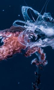 Preview wallpaper jellyfish, underwater world, tentacles, ocean