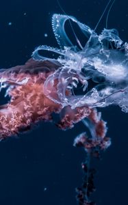 Preview wallpaper jellyfish, underwater world, tentacles, ocean