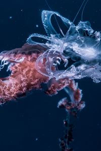 Preview wallpaper jellyfish, underwater world, tentacles, ocean