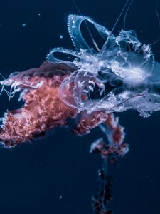 Preview wallpaper jellyfish, underwater world, tentacles, ocean