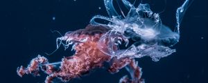 Preview wallpaper jellyfish, underwater world, tentacles, ocean