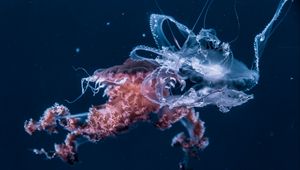 Preview wallpaper jellyfish, underwater world, tentacles, ocean