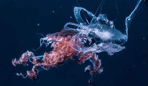 Preview wallpaper jellyfish, underwater world, tentacles, ocean