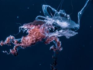 Preview wallpaper jellyfish, underwater world, tentacles, ocean