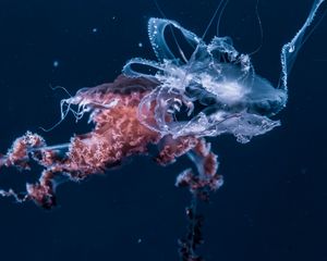 Preview wallpaper jellyfish, underwater world, tentacles, ocean