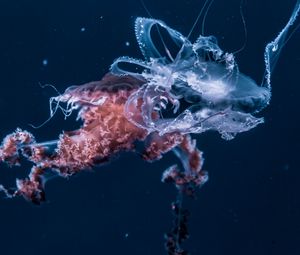 Preview wallpaper jellyfish, underwater world, tentacles, ocean