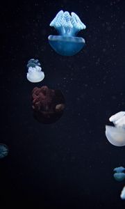 Preview wallpaper jellyfish, underwater world, tentacles, macro