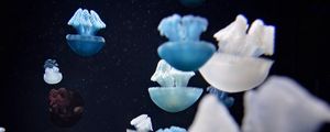 Preview wallpaper jellyfish, underwater world, tentacles, macro