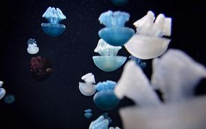 Preview wallpaper jellyfish, underwater world, tentacles, macro