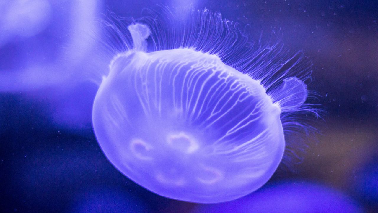 Wallpaper jellyfish, underwater world, tentacles, lilac