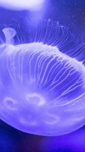 Preview wallpaper jellyfish, underwater world, tentacles, lilac