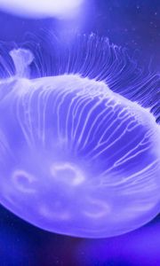 Preview wallpaper jellyfish, underwater world, tentacles, lilac