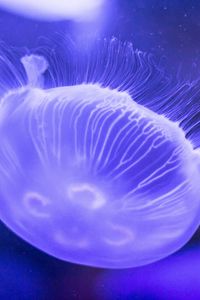 Preview wallpaper jellyfish, underwater world, tentacles, lilac