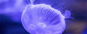 Preview wallpaper jellyfish, underwater world, tentacles, lilac