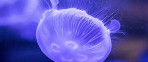 Preview wallpaper jellyfish, underwater world, tentacles, lilac