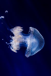 Preview wallpaper jellyfish, underwater world, tentacles, swimming