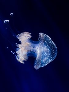 Preview wallpaper jellyfish, underwater world, tentacles, swimming