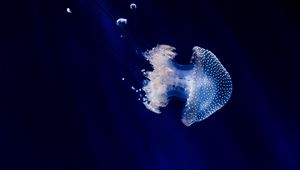 Preview wallpaper jellyfish, underwater world, tentacles, swimming