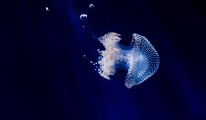 Preview wallpaper jellyfish, underwater world, tentacles, swimming