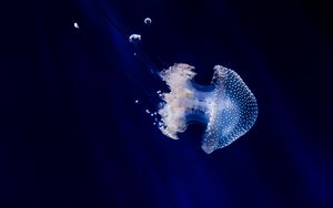 Preview wallpaper jellyfish, underwater world, tentacles, swimming