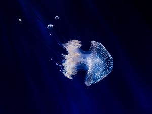 Preview wallpaper jellyfish, underwater world, tentacles, swimming