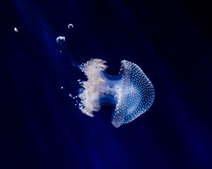 Preview wallpaper jellyfish, underwater world, tentacles, swimming