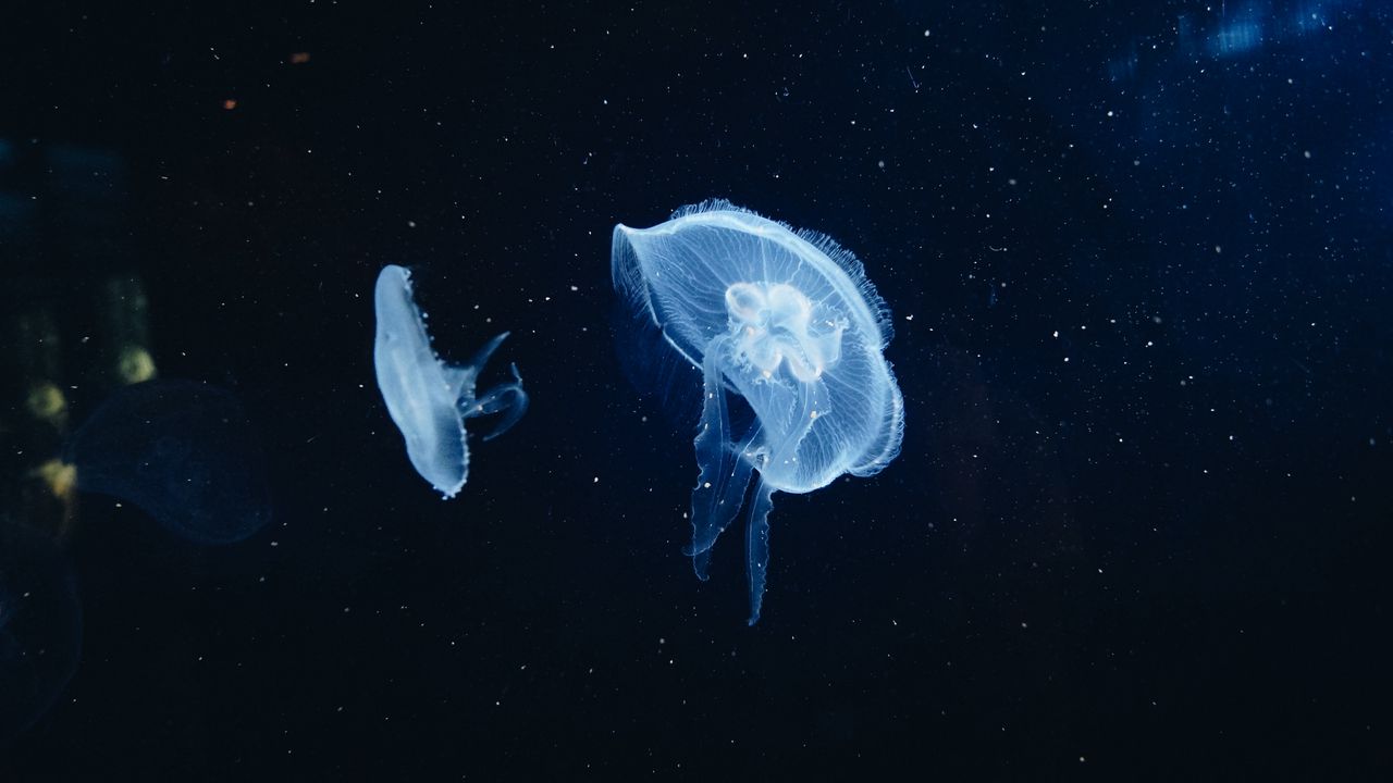 Wallpaper jellyfish, underwater world, tentacles